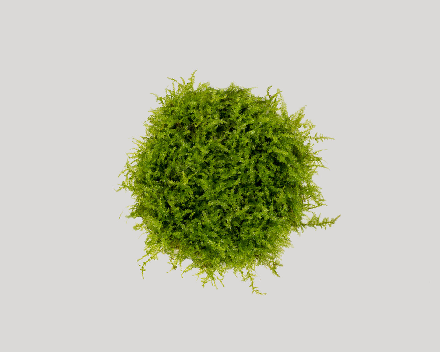 Vesicularia montagnei (rain moss) grown in vitro