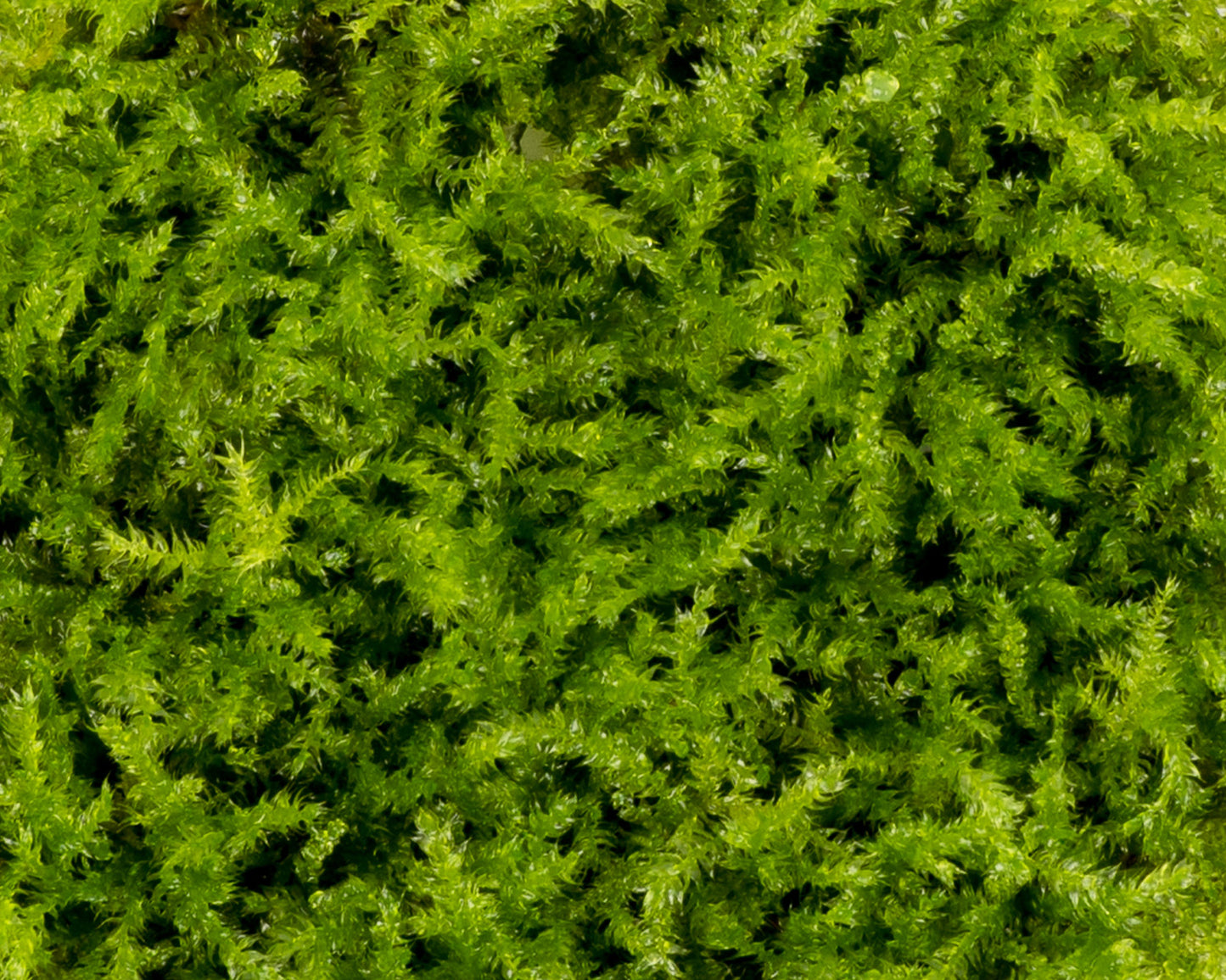 Close up of Vesicularia montagnei (rain moss) grown in vitro