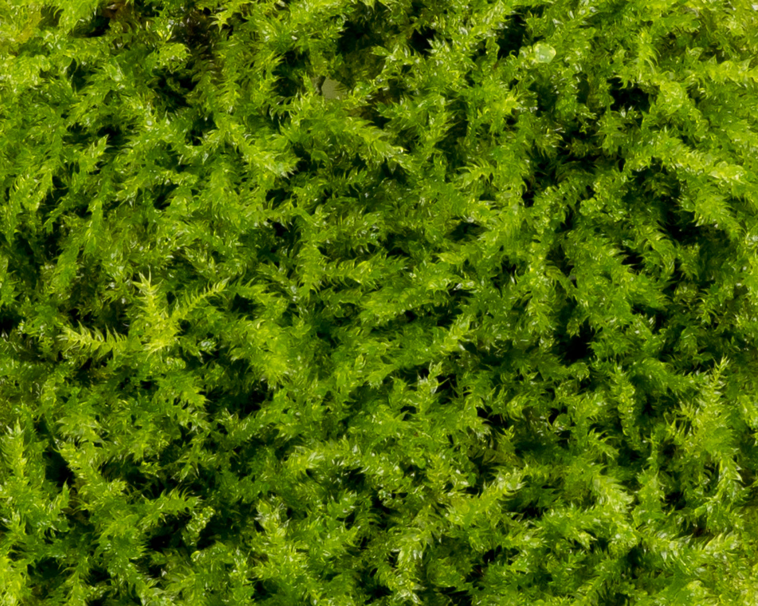Close up of Vesicularia montagnei (rain moss) grown in vitro