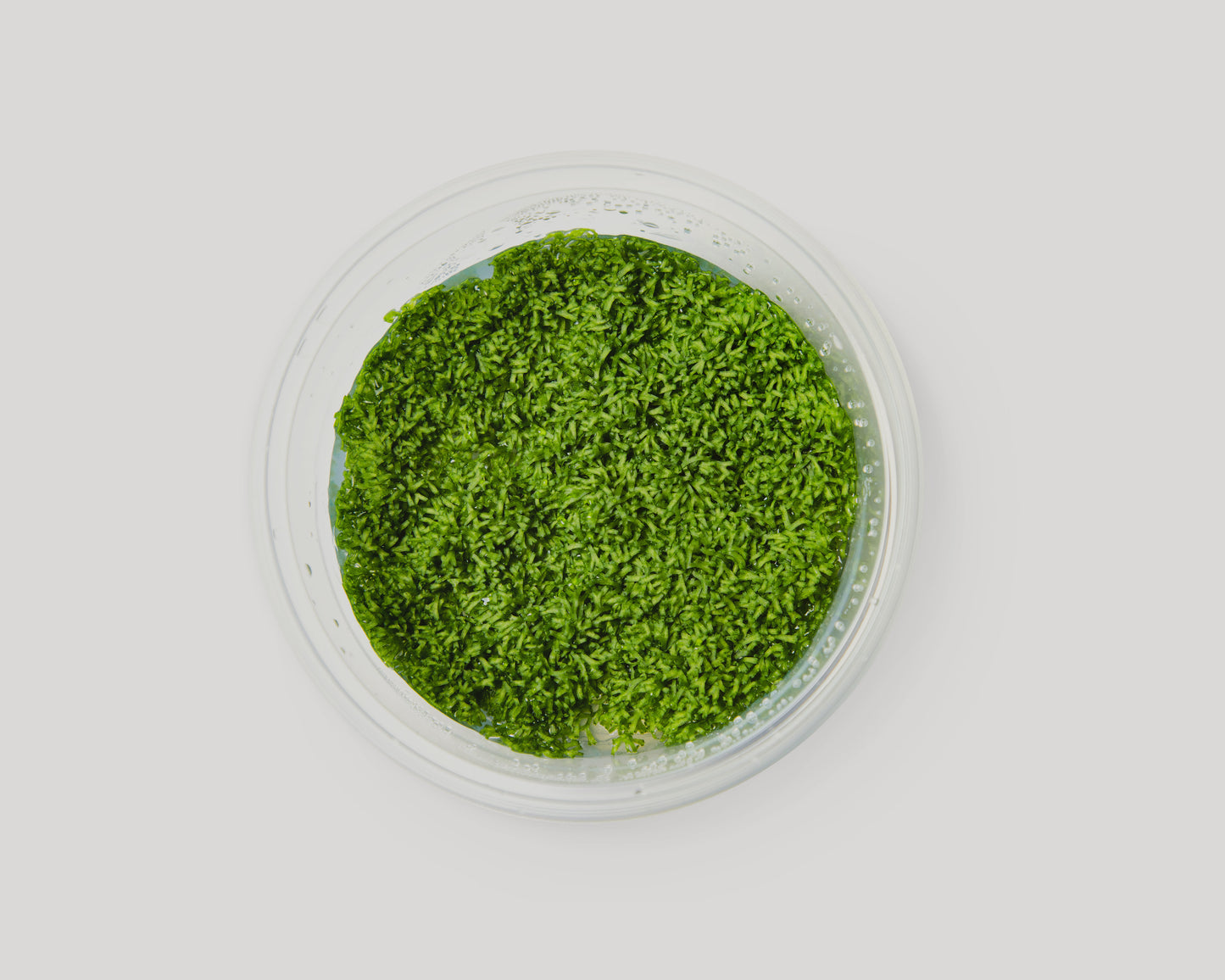 Riccia moss (Riccia fluitans) in bowl - grown in vitro