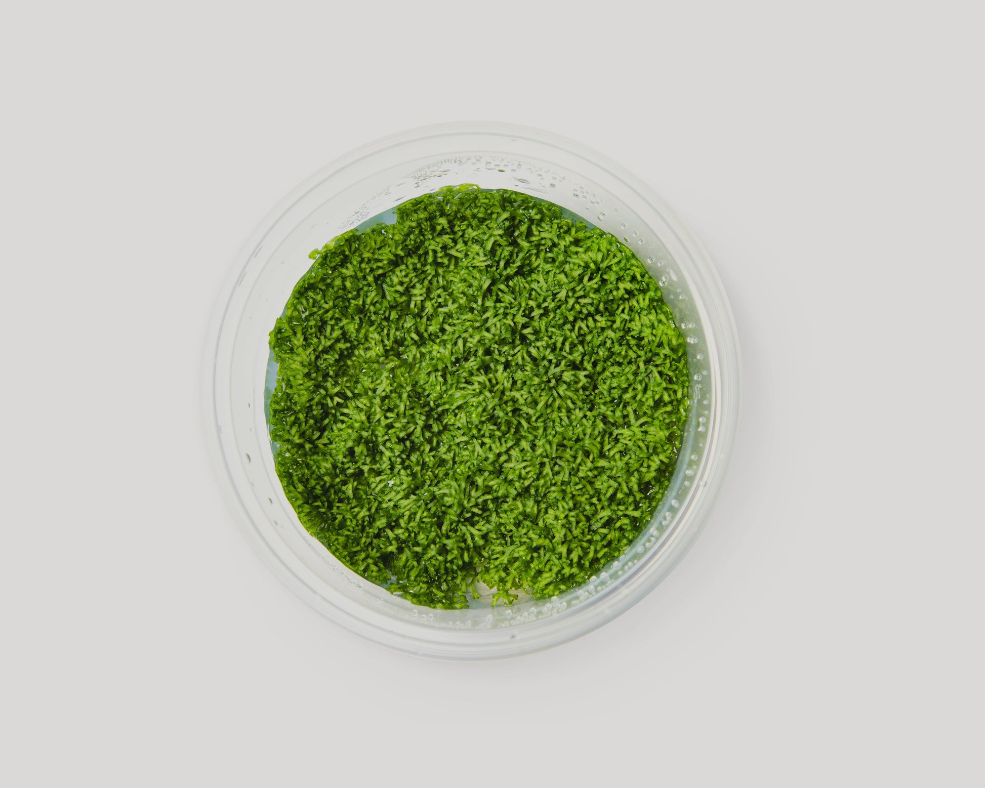 Riccia moss (Riccia fluitans) in bowl - grown in vitro