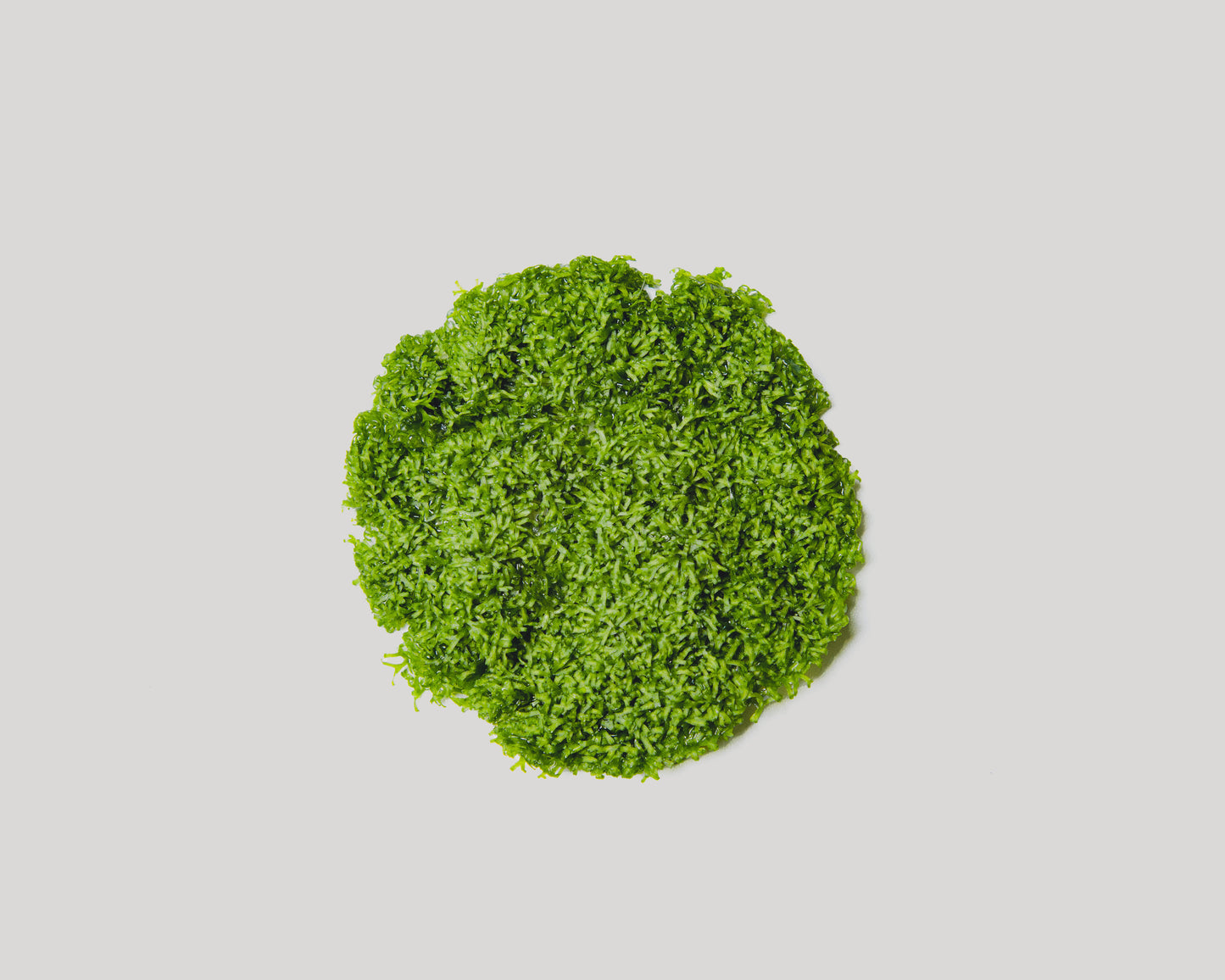 Riccia moss (Riccia fluitans) grown in vitro