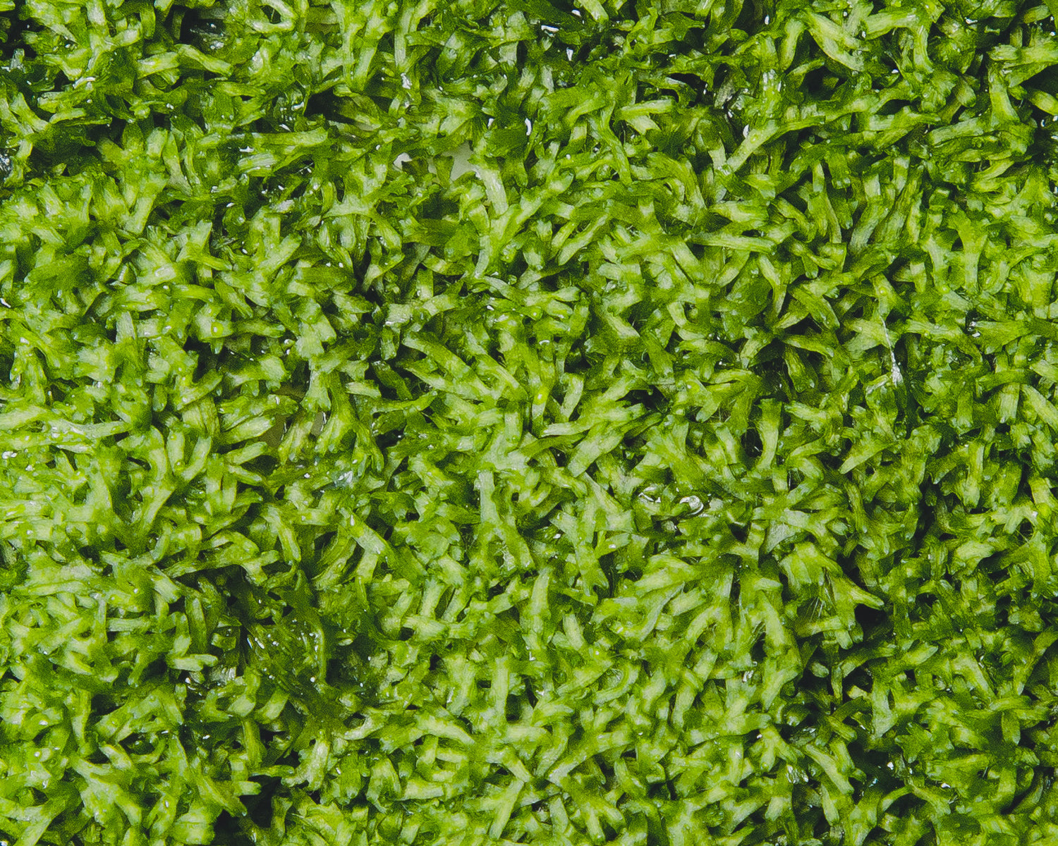 Close up of Riccia moss (Riccia fluitans) grown in vitro