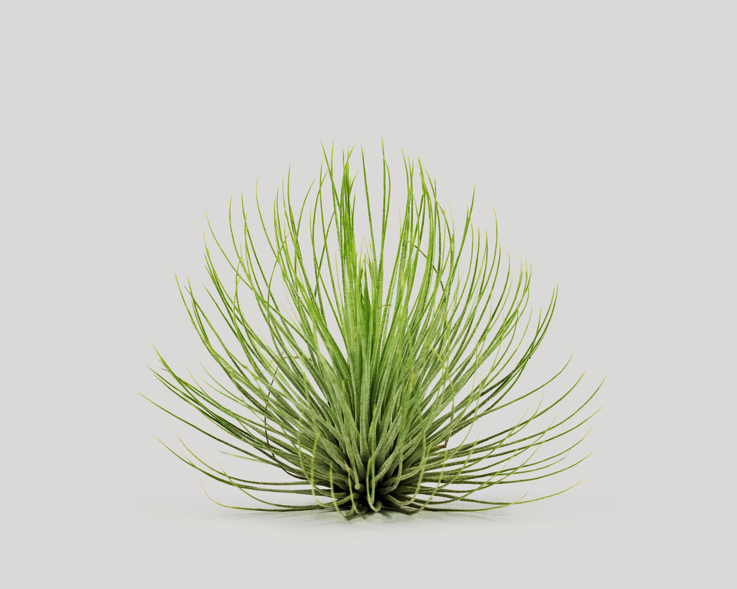 Airplant - tillandsia andreana