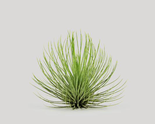 Airplant - tillandsia andreana