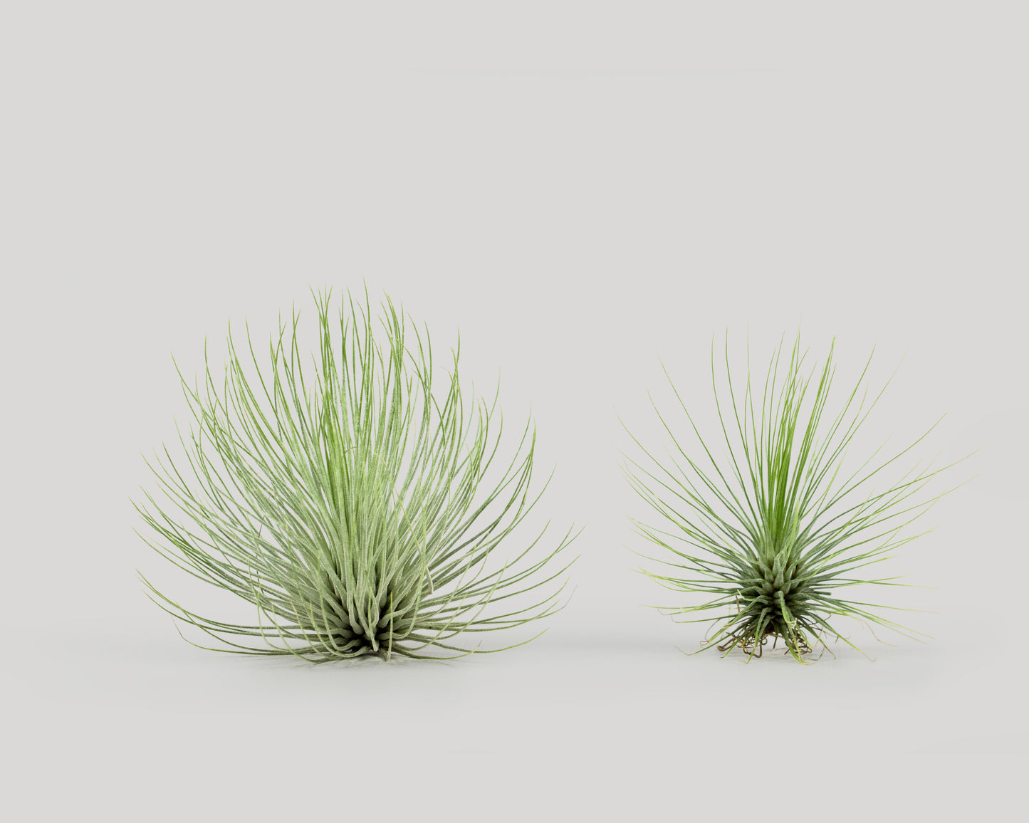 Airplant - tillandsia andreana in two different sizes
