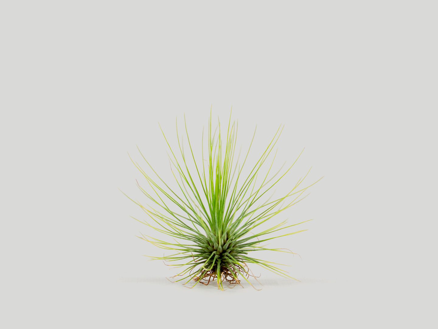 Airplant - Tillandsia andreana