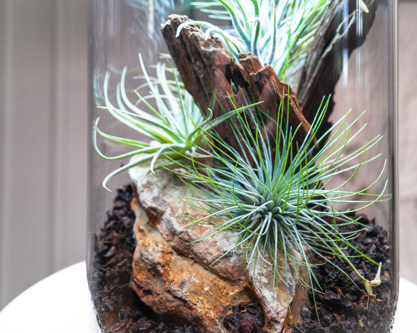Airplant - Tillandsia andreana