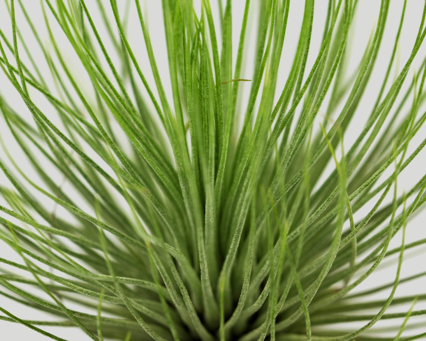 Close up of Airplant - tillandsia andreana