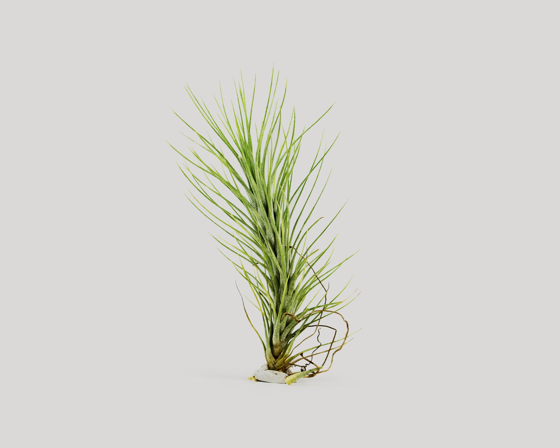 Airplant - tillandsia funckiana