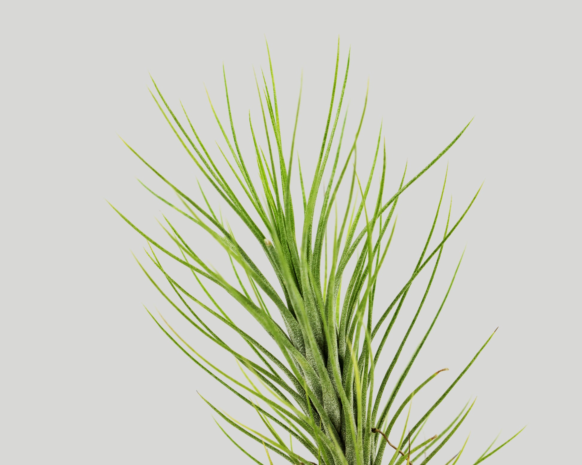 Close up of Airplant - tillandsia funckiana