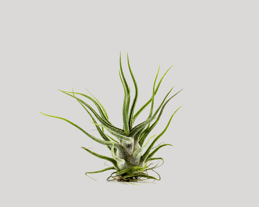 Airplant - tillandsia pruinosa