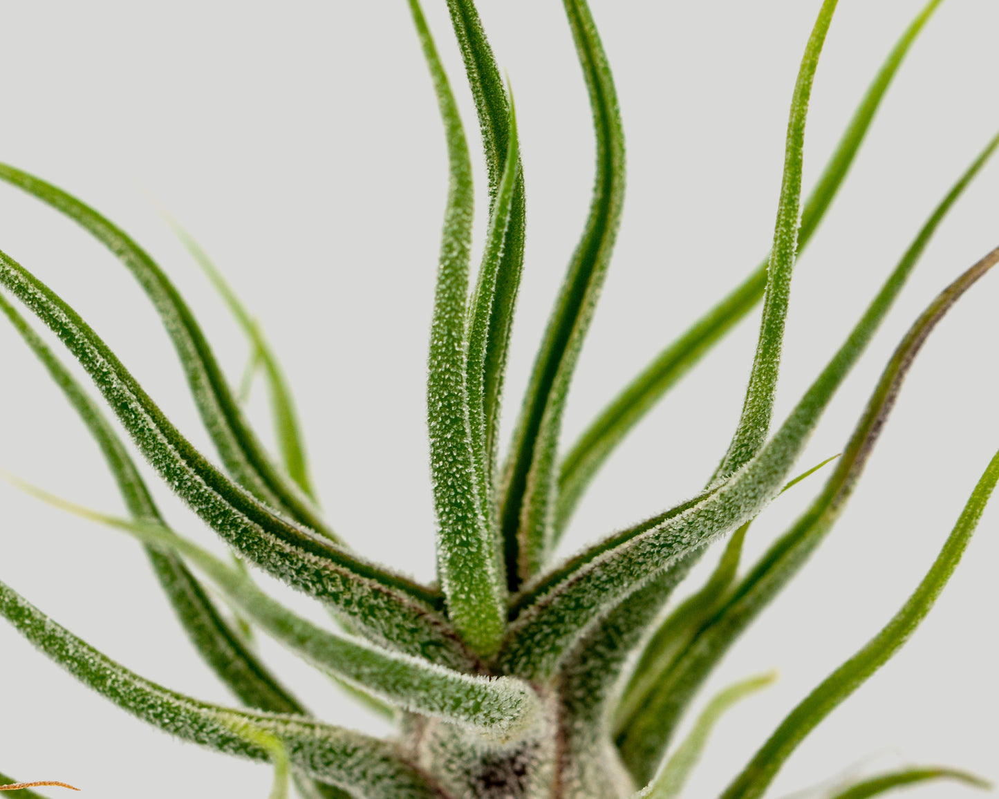 Close up of Airplant - tillandsia pruinosa