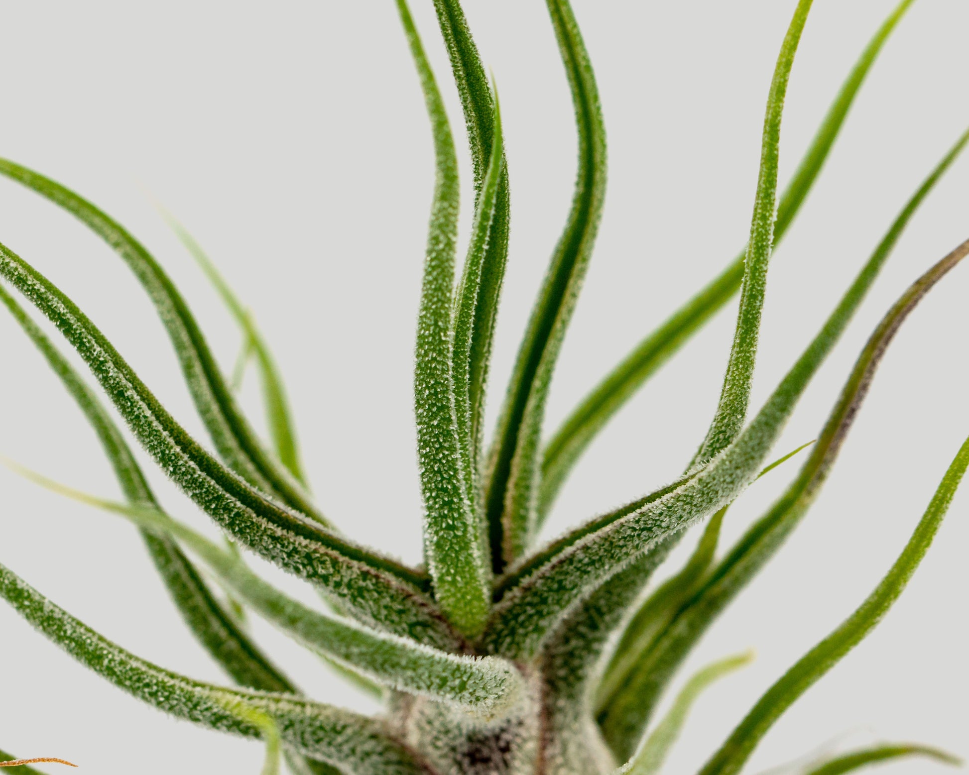Close up of Airplant - tillandsia pruinosa